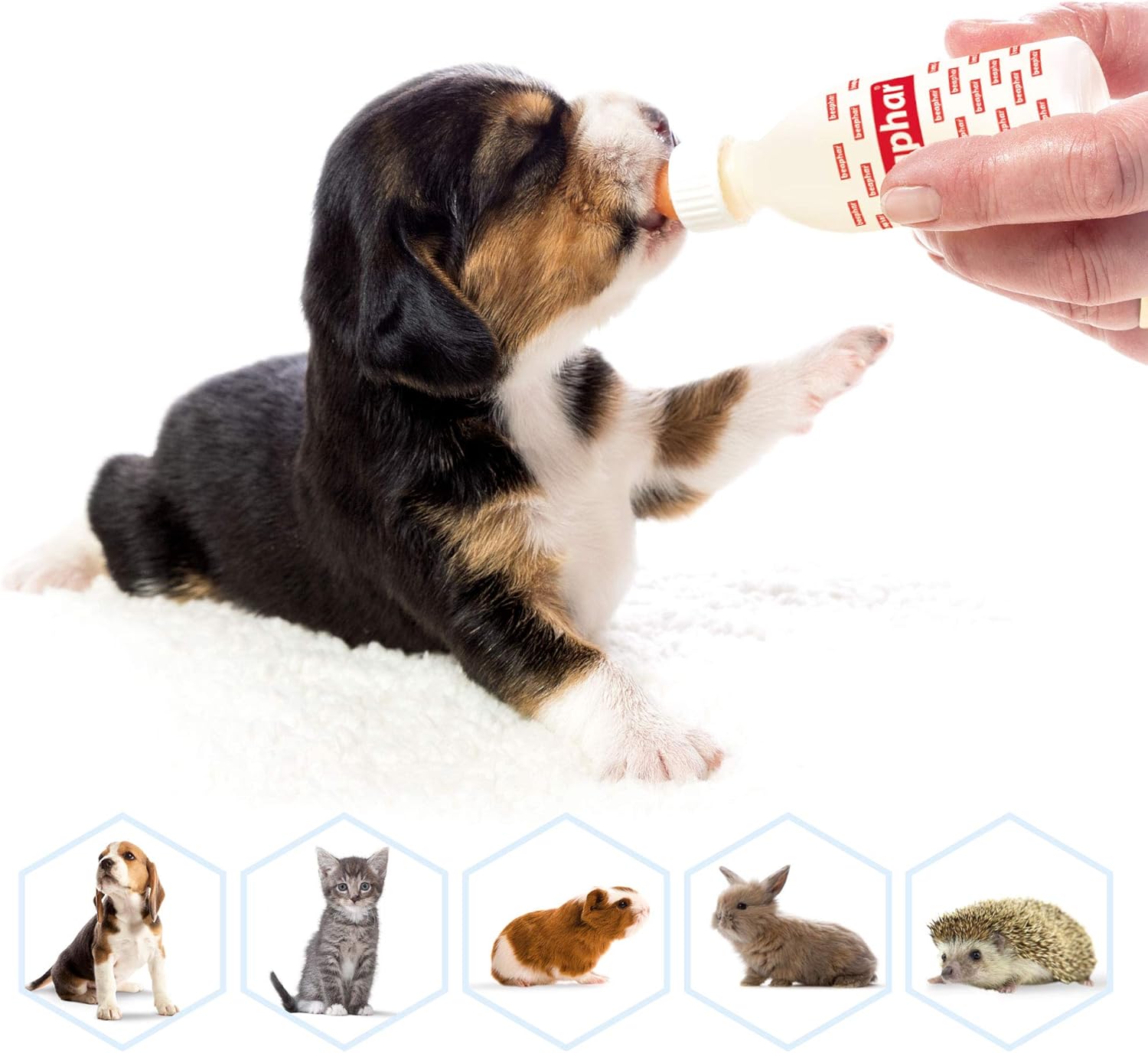 Beaphar | Lactol Feeding Set Accessories | For use with Milk Replacer | Helps feed New-born & Weaning Kittens, Puppies & Small Animals | Pack Contains 1 Bottle, 6 Teats & 1 Cleaning Brush
